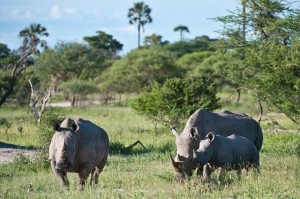 Rhinos_Botswana_k-300x199 Für die Zukunft der Nashörner