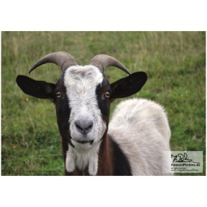 hp-fotografie-tiere-300x300 Howard Perkins auf Promotion-Tour 2014/2015