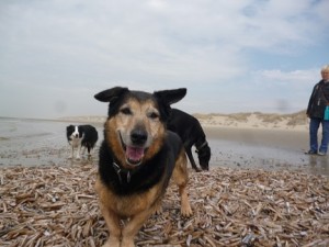 Alte Hunde gesund ernähren Bobby-alt-klein-300x225 Alte Hunde gesund ernähren