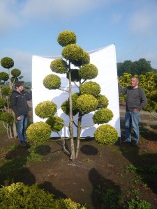 Gartenbonsai-225x300 Neue Gartenpflanzen für einen Japangarten - Gartenbonsai , Japanahorn, Hecken-Bambus