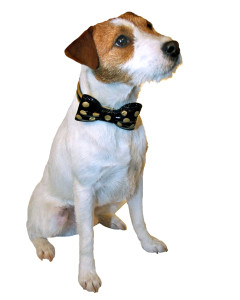 Jingle bellt: Weihnachtliche Accessoires für den besten Freund des Menschen Uggie-240x300 Jingle bellt: Weihnachtliche Accessoires für den besten Freund des Menschen