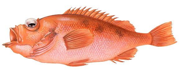 ©-Scandinavian-Fishing-Year-Book_Sebastes-marinus Isländische Rotbarschfischerei erhält als weltweit erste ihrer Art das MSC-Siegel für nachhaltige Fischerei