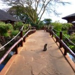 Amboseli-Sopa-Lodge-150x150 Hemingways Spuren führen auch nach Kenia!