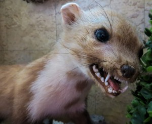 marten-500115_1280-300x245 Putzige Tierchen mit Biss - Marderschäden deutschlandweit 
