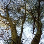 Fieberbaum-150x150 Mit dem KeniaSPEZIALISTEN Reisekontor Schmidt auf Entdeckungstour: Warum der Fieberbaum in Kenia Fever Tree heißt