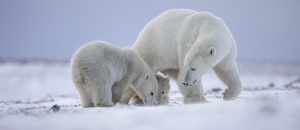 c130014_273rrNEU-300x130 27. Februar: Tag des Eisbären – Ehre dem Riesen auf der Scholle