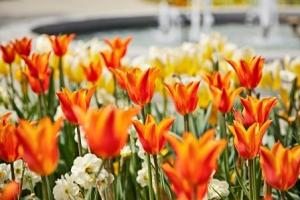 Bad_Woerishofen_Fruehling-2-300x200 Tulpentag im Kneipp-Original Bad Wörishofen im Allgäu - Da blüht einem was!