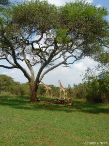 Giraffe-225x300 „As Friends to Kenya“ – Begegnung von Mensch zu Mensch Fair-Reisen und KultUrlaub mit dem Mit-Reiseprojekt