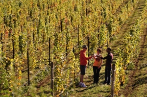 WeinbergHerbst-300x198 Kulinarische Reise durch Oregon in den USA – Gaumenfreuden im Wilden Westen