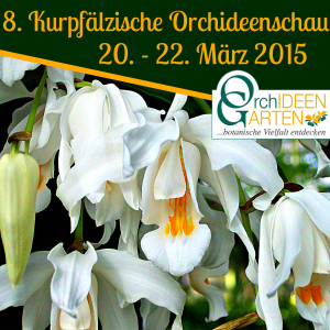 Coelogyne-cristata-auf-der-8.-Kurpfaelzischen-Orchideenschau-mit-Orchideengarten-Karge-300x300 8. Kurpfälzische Orchideenschau in Mannheim präsentiert die  Schneekönigin aus dem Orchideengarten