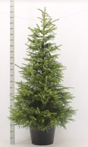 Immergrüne Heckenpflanzen die nicht giftig sind - Fichten sind die perfekte Alternative Serbische_Fichte_Picea_Omorika-179x300 Immergrüne Heckenpflanzen die nicht giftig sind - Fichten sind die perfekte Alternative
