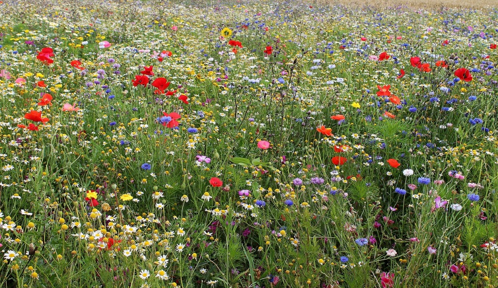 Blumenwiese richtig anlegen blumenwiese_richtig_anlegen-1024x592 Blumenwiese richtig anlegen