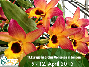 Orchideengarten-Karge-Dendrobium-nobile-Meinen-Hebammen-EOC-London-300x225 17. Europäische Orchideen Show & Konferenz vom 9. - 12. April 2015 in London mit Adel aus Niedersachsen