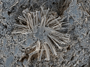 Asbestblümchen-Mit-freundl.-Genehmigung-Dr.-Schäffner-Cephalaria-chrysotilea-kl-300x225 Der "große Asbestschein" kann in einem Sachkundelehrgang nach TRGS 519, Anl. 3 am 08.-12. Juni 2015 im Haus der Technik erworben werden. 