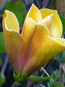 Neue Magnolien-Solitärgehölze-Sorten für den Garten - tolle Ziergehölze mit außergewöhnlicher Blütenpracht Magnolia_Sunsation-224x300 Neue Magnolien-Solitärgehölze-Sorten für den Garten - tolle Ziergehölze mit außergewöhnlicher Blütenpracht