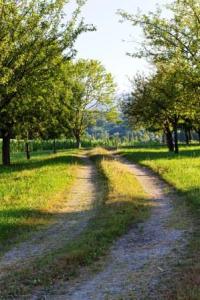 Apfelzeit in Prien am Chiemsee (Natur-)Genuss zwischen Obstbaumalleen und "Bayerischem Meer" ma2014-_weg_bäume_BD1771_web-200x300 Apfelzeit in Prien am Chiemsee (Natur-)Genuss zwischen Obstbaumalleen und "Bayerischem Meer"