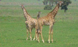 Afrika-Giraffen-in-freier-Natur-erleben-300x184 In Afrika innovativ unterwegs 
