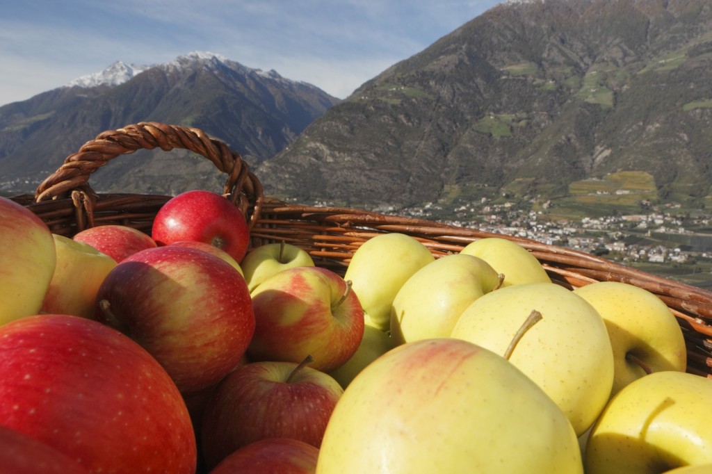 Vom Apfel und der Apfelernte in Südtirol apfel-ernte-suedtirol-partschins-2500px-1024x682 Vom Apfel und der Apfelernte in Südtirol