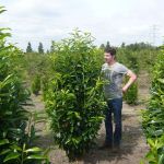 Neue Heckenpflanzen im Herbst 2015 - Schmale Prunus / Kirschlorbeer und gold-gelbe Thuja 07_Kirschlorbeer_prunus-laurocerasus-genolia-175-200-cm-mdb-150x150 Neue Heckenpflanzen im Herbst 2015 - Schmale Prunus / Kirschlorbeer und gold-gelbe Thuja