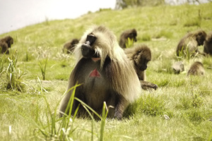 Aethiopien_SimienMountains_GeladaBaboons_Affen-300x200 Singlereise nach Äthiopien: Mit neuen Freunden nach Lalibela