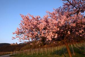 Im Frühjahr trägt die Pfalz rosa Die Mandelblüte erleben im Wellnesshotel Pfalzblick****s PB_Mandebluete-Pfalz_Goosmann-300x200 Im Frühjahr trägt die Pfalz rosa Die Mandelblüte erleben im Wellnesshotel Pfalzblick****s