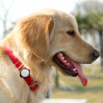 Technaxx_Fittypet_Fitnesstracker_TX-46_44243-150x150 Technaxx Fittypet TX-46. Fitnesstracker für Ihren Hund