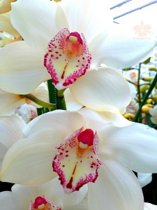 Orchideenschau in Bern vom 18. - 21. Februar 2016 mit Orchideen, die schon Konfuzius kannte cymbidium-Orchideengarten-Karge-1000px-225x300 Orchideenschau in Bern vom 18. - 21. Februar 2016 mit Orchideen, die schon Konfuzius kannte