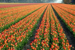 ERV_Tulpenbluete-300x200 Zur Tulpenblüte nach Holland!