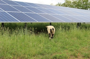 7x7-Pressefoto_Schaf-im-Solarpark-Greifenstein-300x199 Schafe im Solarpark und Module statt Atomwaffen