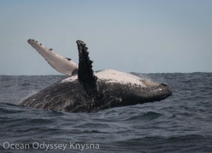 Humpback-closeup-breaching_-9-300x217 Die Garden Route lockt: das größte Austernfestival der Welt, Wale beobachten, Abenteuer Kicks.....