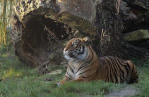 Zoo-OS-Sumatra-Tiger-05072016_kleiner-300x196 Verlängerte Öffnungszeiten: auch abends den Zoo Osnabrück erleben