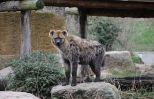 Zoo-OS-Tüpfelhyäne-05072016_kleiner-300x193 Verlängerte Öffnungszeiten: auch abends den Zoo Osnabrück erleben