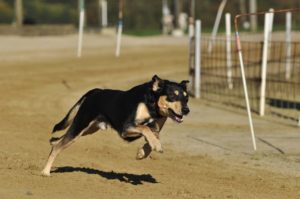 Hunderennen-300x199 ANUBIS-Tierbestattungen Karlsruhe informiert auf der Messe „Mein Hund“