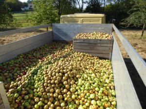 Frischer Apfelsaft zum Weltkindertag: Aramarks Wohltätigkeitstag lässt in diesem Jahr Kinderherzen höher schlagen Aramark_ABC-Tag_Bild-Äpfel_01-300x225 Frischer Apfelsaft zum Weltkindertag: Aramarks Wohltätigkeitstag lässt in diesem Jahr Kinderherzen höher schlagen