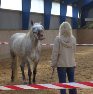 Pferd-nimmt-Kontakt-auf-web-297x300 Analoge Personalentwicklung in einer digitalen Arbeitswelt -  Wie Mustangs als Coaches Mitarbeiter trainieren