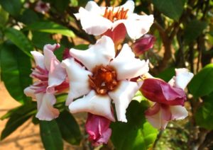 Herzgesundheit durch Strophanthin Strophantin-Wiki-2-300x212 Herzgesundheit durch Strophanthin