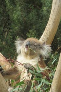 In South Australia ab Juli 2017 die High School besuchen 170309_South_Australia_Webseiten-200x300 In South Australia ab Juli 2017 die High School besuchen