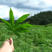 Colorado und Washington wollen Marihuana legalisieren dts_image_3771_kaqgicqtjq Colorado und Washington wollen Marihuana legalisieren