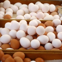 US-Studie: Eiweißreiche Ernährung kann beim Abnehmen helfen dts_image_4467_rdrirbnfjn US-Studie: Eiweißreiche Ernährung kann beim Abnehmen helfen