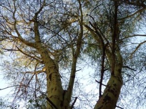 Fieberbaum-300x224 Fieberbaum