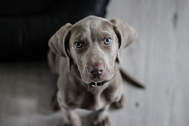 Aktueller Hundehaftpflichttest mit neuen Testsiegern