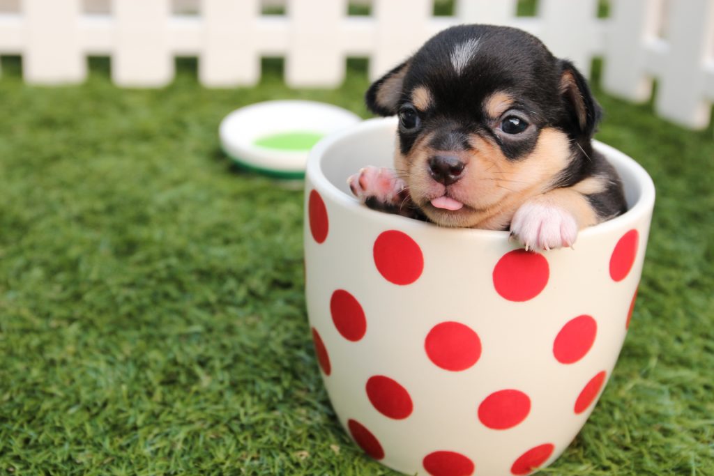 Tiergesundheit im Fokus - der neue Experten-Blog von Dr. Link blog-dr-link-de-1024x683 Tiergesundheit im Fokus - der neue Experten-Blog von Dr. Link