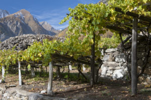 Extremer Wein auf hohen Bergen Morgex-©Turismo-Valle-dAosta-300x200 Extremer Wein auf hohen Bergen