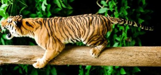 Johor – Abenteuer in der Natur Malaysias Süden lockt mit toller Landschaft und Vielfalt Tiger-web-groß Johor – Abenteuer in der Natur Malaysias Süden lockt mit toller Landschaft und Vielfalt