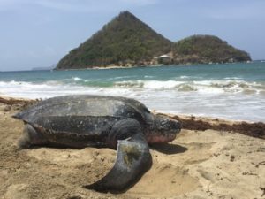 Leatherback-Sea-Turtle-300x225 Immer wieder Grenada – Noch bis Juli „entern“ Lederschildkröten die Karibikinsel – Eiablage am Levera Beach – Touren für Touristen