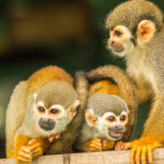 Squirrel-Monkeys-1-©-Embratur-150x150 Der Cristalino Nationalpark – Brasiliens Paradies für Ornithologen und Naturliebhaber