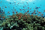 Dive_01 Atmosphere Hotels & Resorts begeistern mit einzigartigen Tauch- und Schnorchelspots