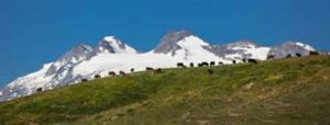 Hochweiden-am-Rutor-Gletscher-Enrico-Romanzi-300x114 Im Aostatal schlägt das Herz im August auf der Alm