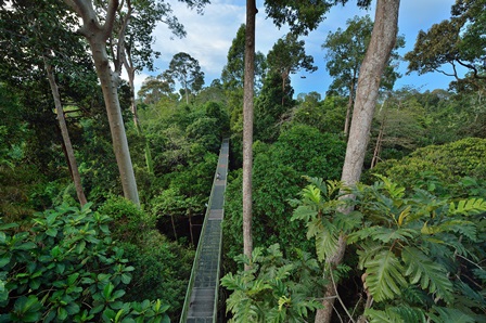 Grün, grüner, Sabah – Malaysia! Rainforest-Sabah- Grün, grüner, Sabah – Malaysia!