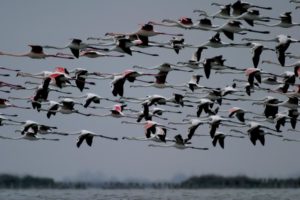 1-Birdwatching-im-Podelta-Park-Copyright-Archivio-Po-Delta-Tourism-300x200 Herbstsaison mit Flamingo Watching im Mündungsdelta des Po